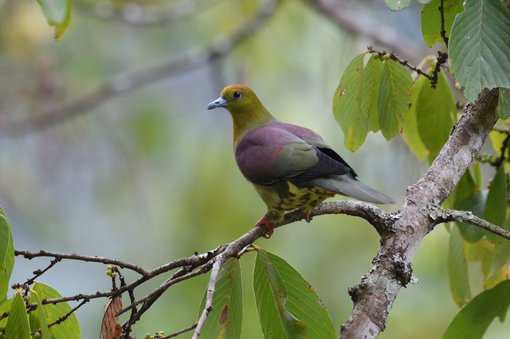 Wedge-tailed Green Pigeon resized.jpg