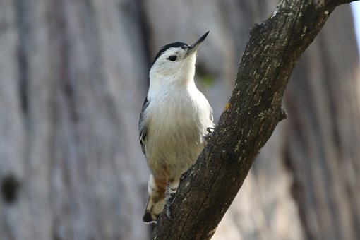 White-breasted Nuthatch RB5A2955 Chris Collins.JPG