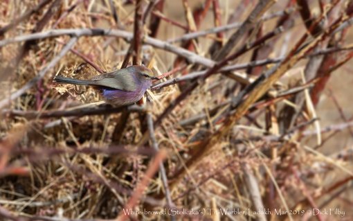 White-browed (Stoliczka's) Tit-Warbler, Ladakh, Mar 2019 C Dick Filby-3700-2