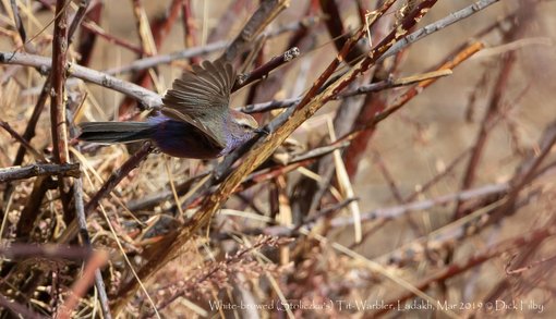 White-browed (Stoliczka's) Tit-Warbler, Ladakh, Mar 2019 C Dick Filby-3702