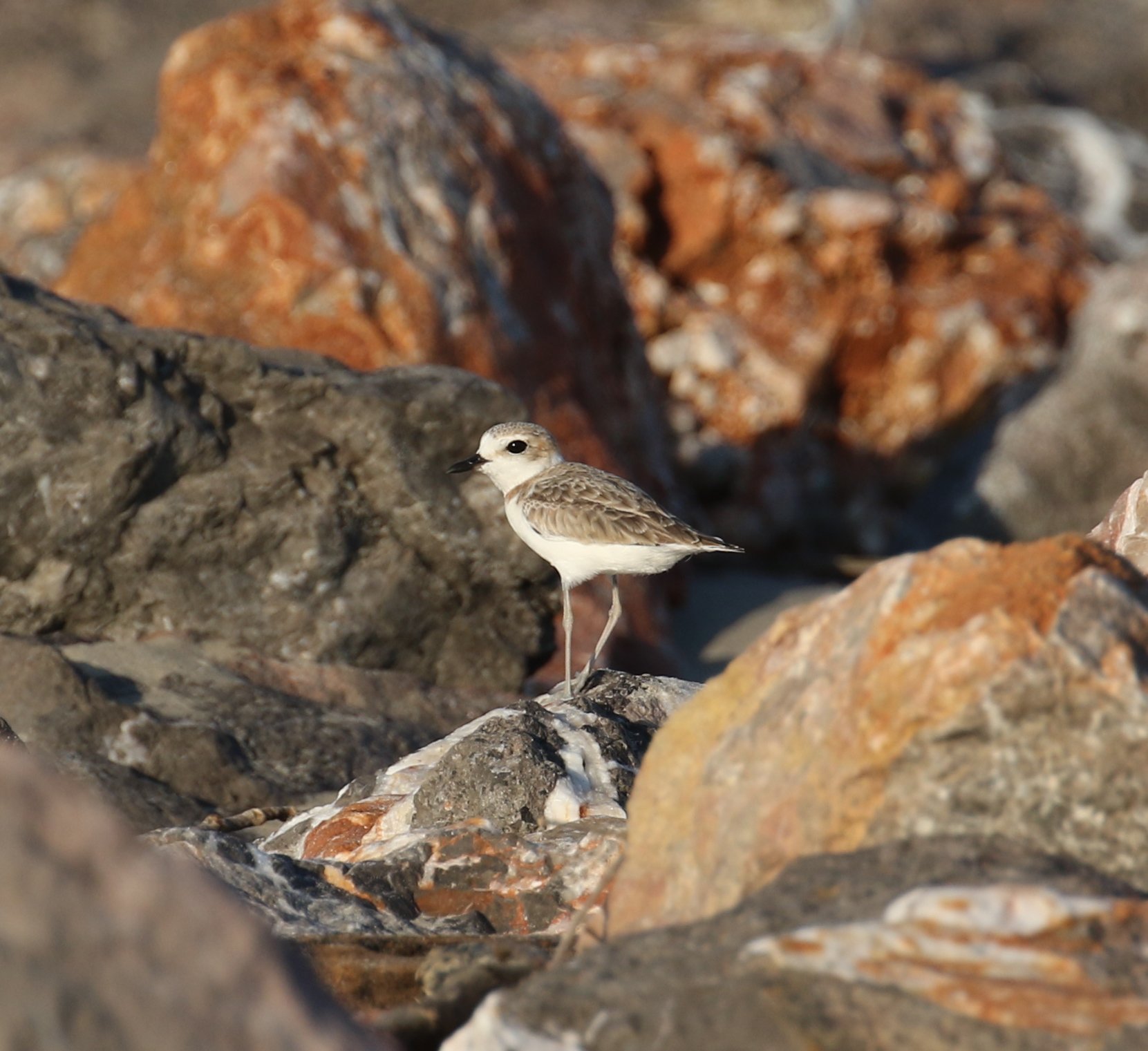 White-faced Plover 1 PTapsell .JPG