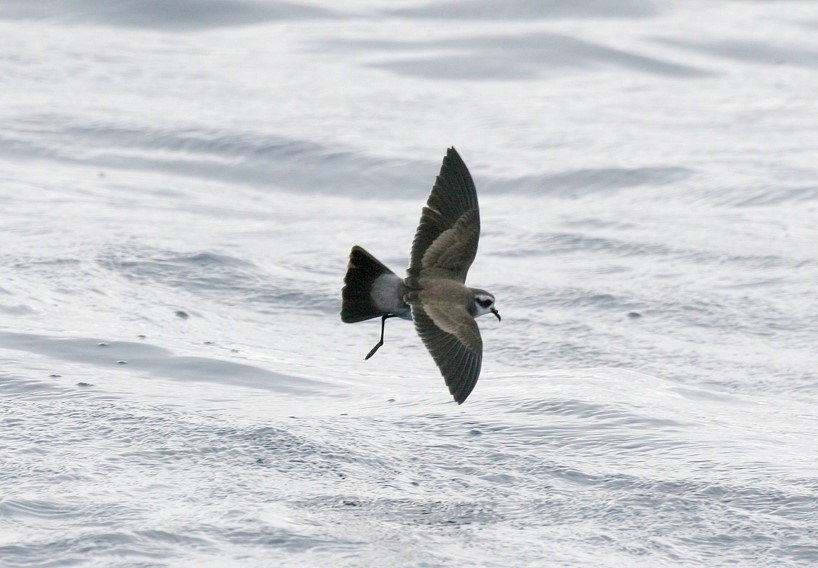 White-faced Storm-petrel CPC.jpg