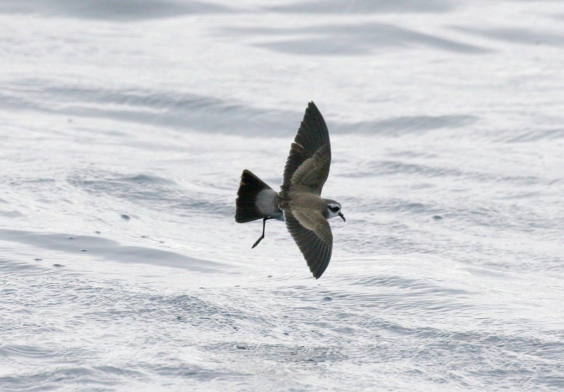 White-faced Storm Petrel CPC