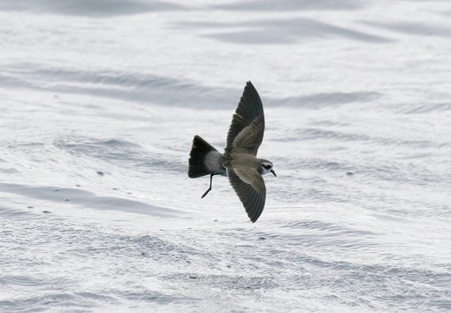 White-faced Storm Petrel CPC