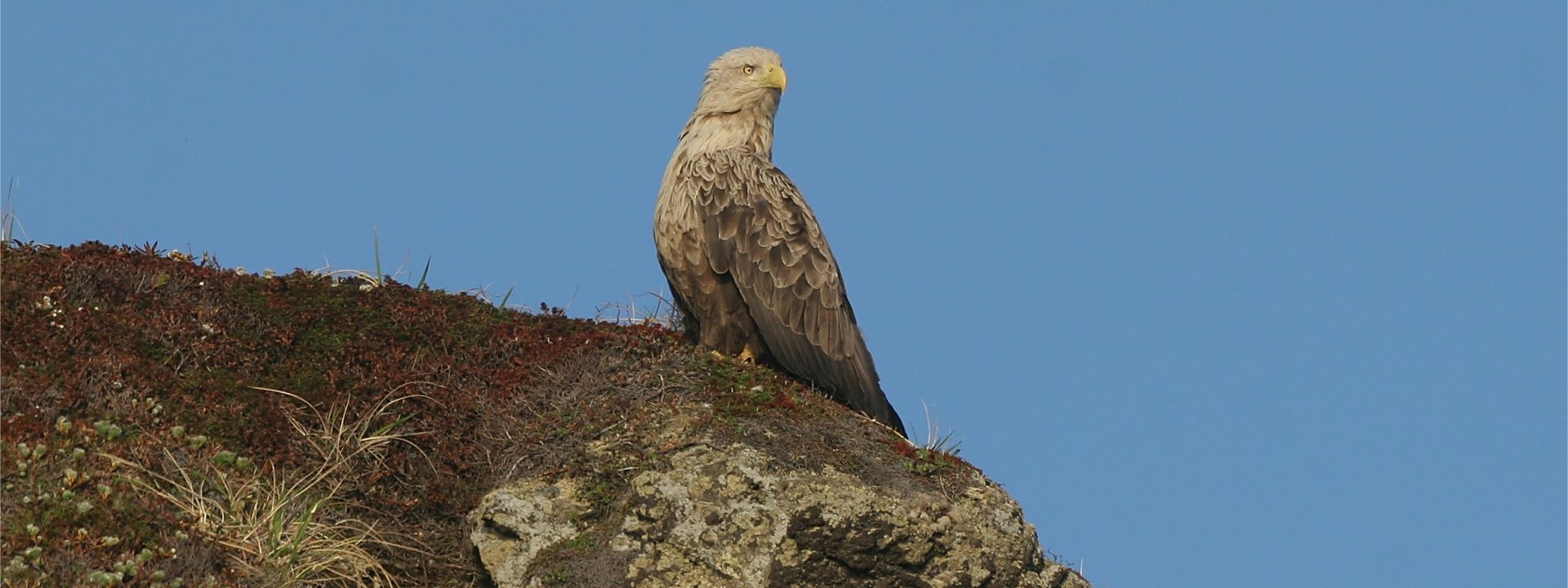 https://limosa-holidays-co-uk.s3.amazonaws.com/images/White-tailed_Eagle_CPC.2e16d0ba.fill-1920x720.jpg