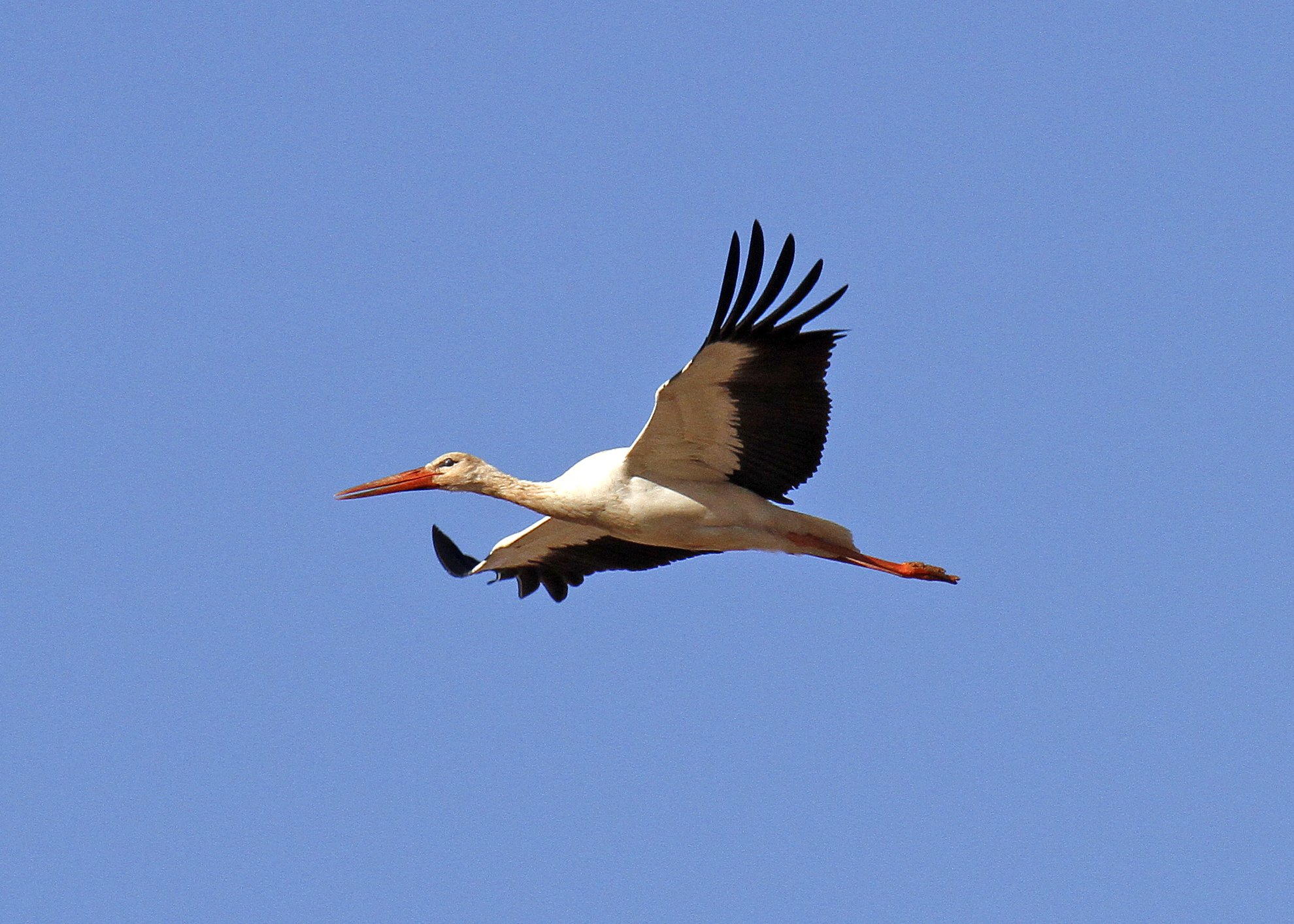 White Stork 1 _MG_2530