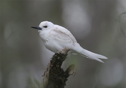 White Tern CPC.jpg