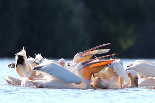 White_pelicans2_Danube_Delta_Janos_Olah.JPG