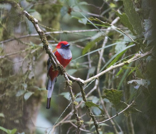 Whitehead's Trogon © Gary Elton