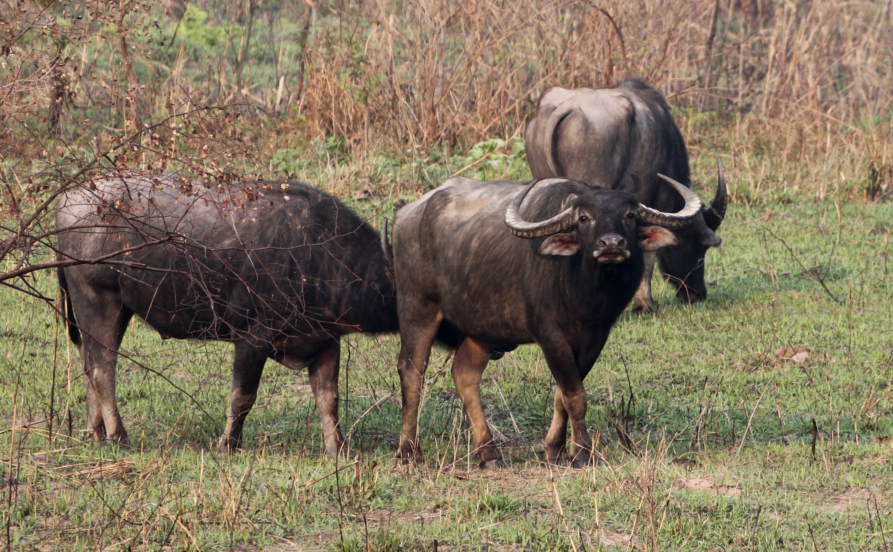Wild Water Buffalo © Suchit Basnet.JPG