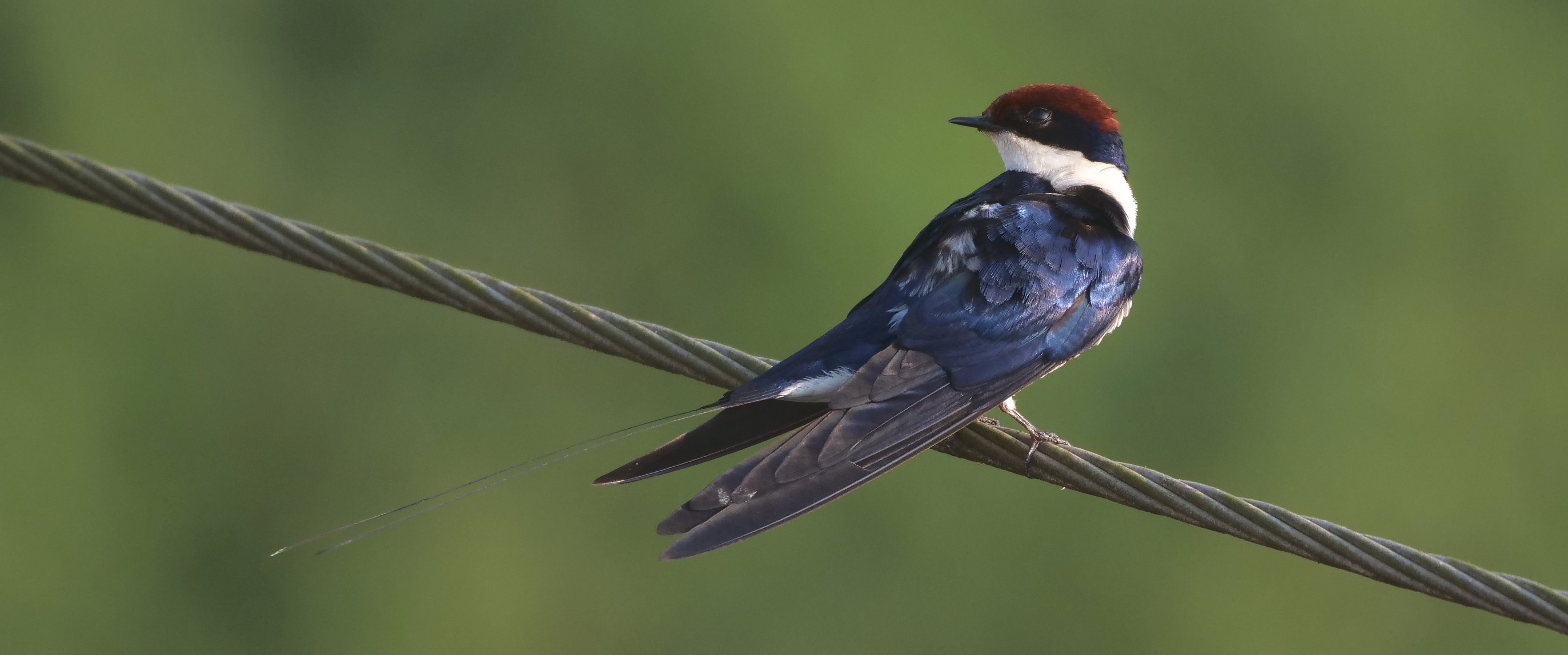 Wire-tailed Swallow.jpg