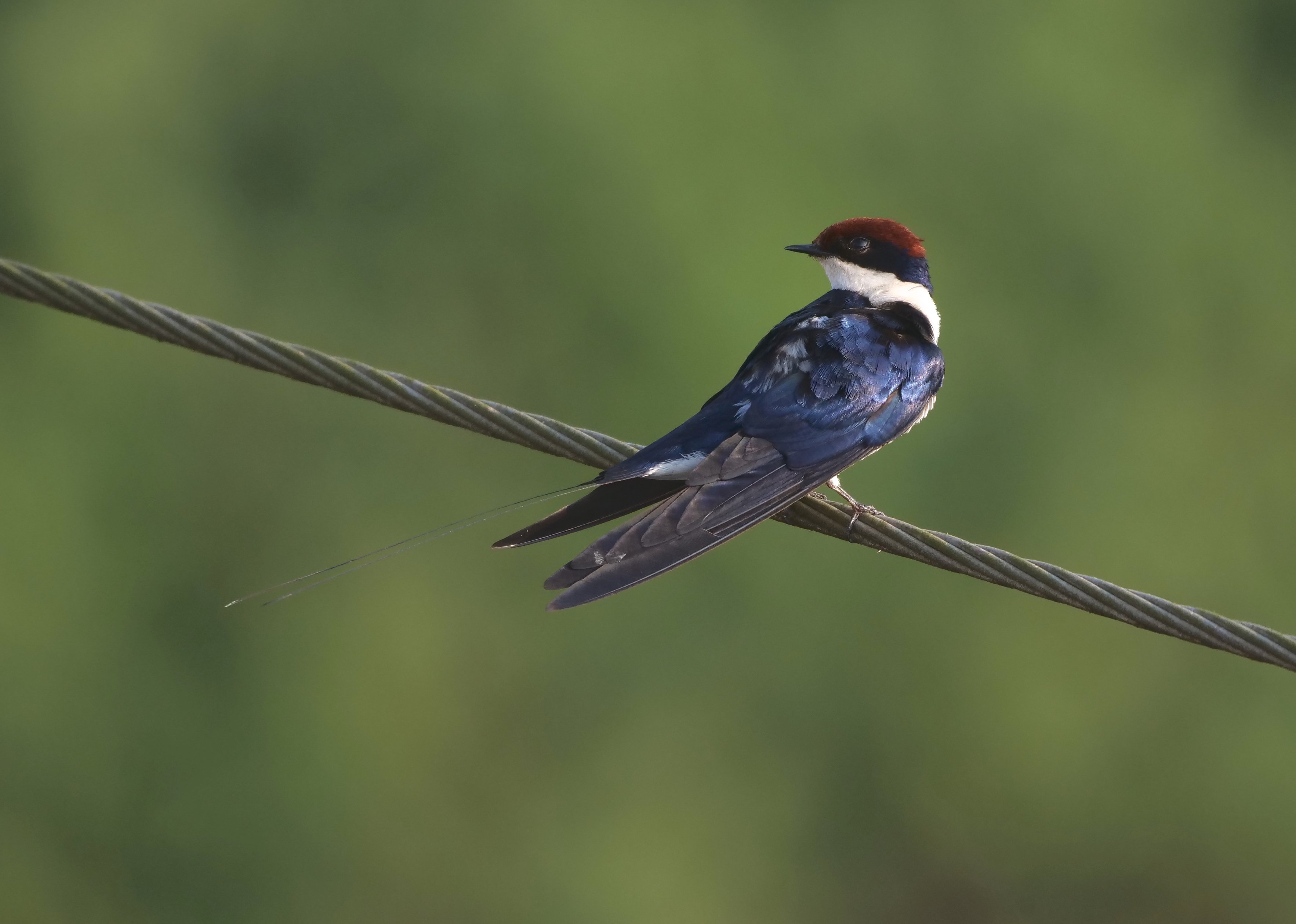 Wire-tailed Swallow.JPG