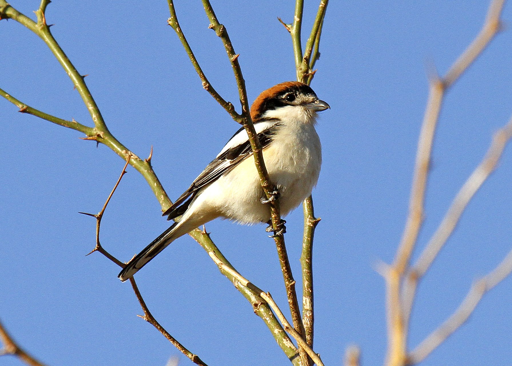 Woodchat Shrike 2_MG_2590