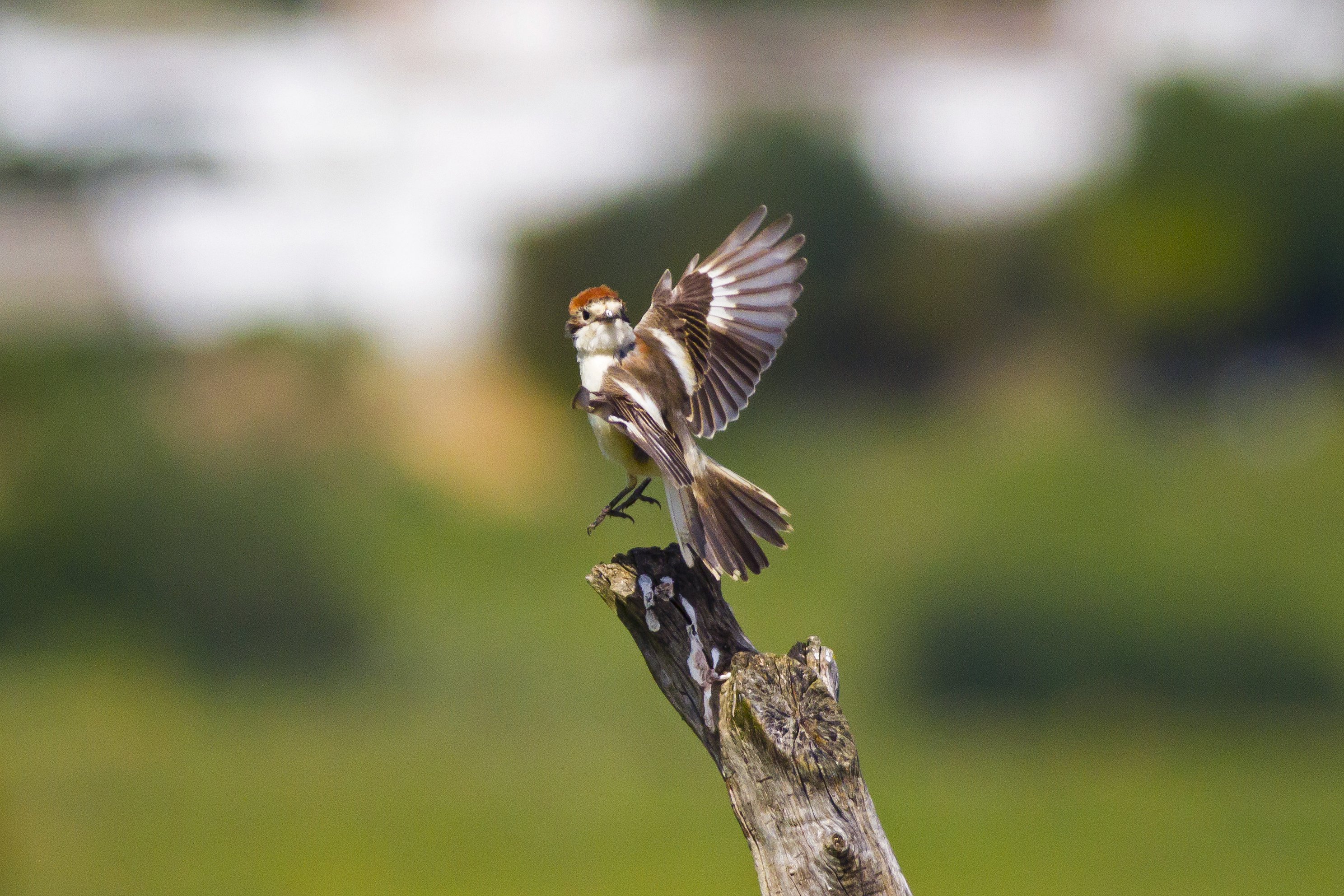 Woodchat Shrike spring takeoff_2858