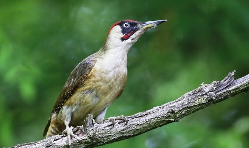 Woodpecker-Eurasian-Green-Kiskunsag-Birding-Wildlife-tour-Hungary-Ecotours-KondorEcolodge.hu-S05A0326 cropped.jpg