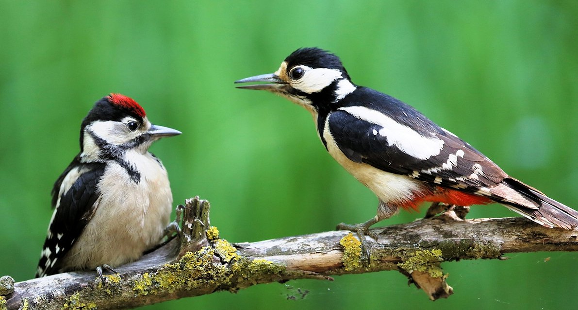 Woodpecker-Great-Spotted-Kiskunsag-Birding-Wildlife-tour-Hungary-Ecotours-KondorEcolodge.hu-S05A0359 cropped.jpg