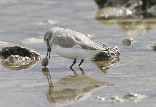 Wrybill with shell on bill CPC 3630