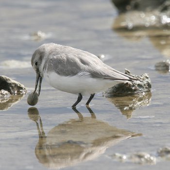 Wrybill with shell on bill 3630 Chris Collins.jpg