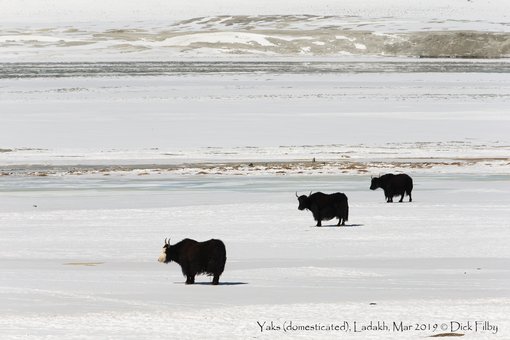 Yaks (domesticated), Ladakh, Mar 2019 C Dick Filby-5050-2