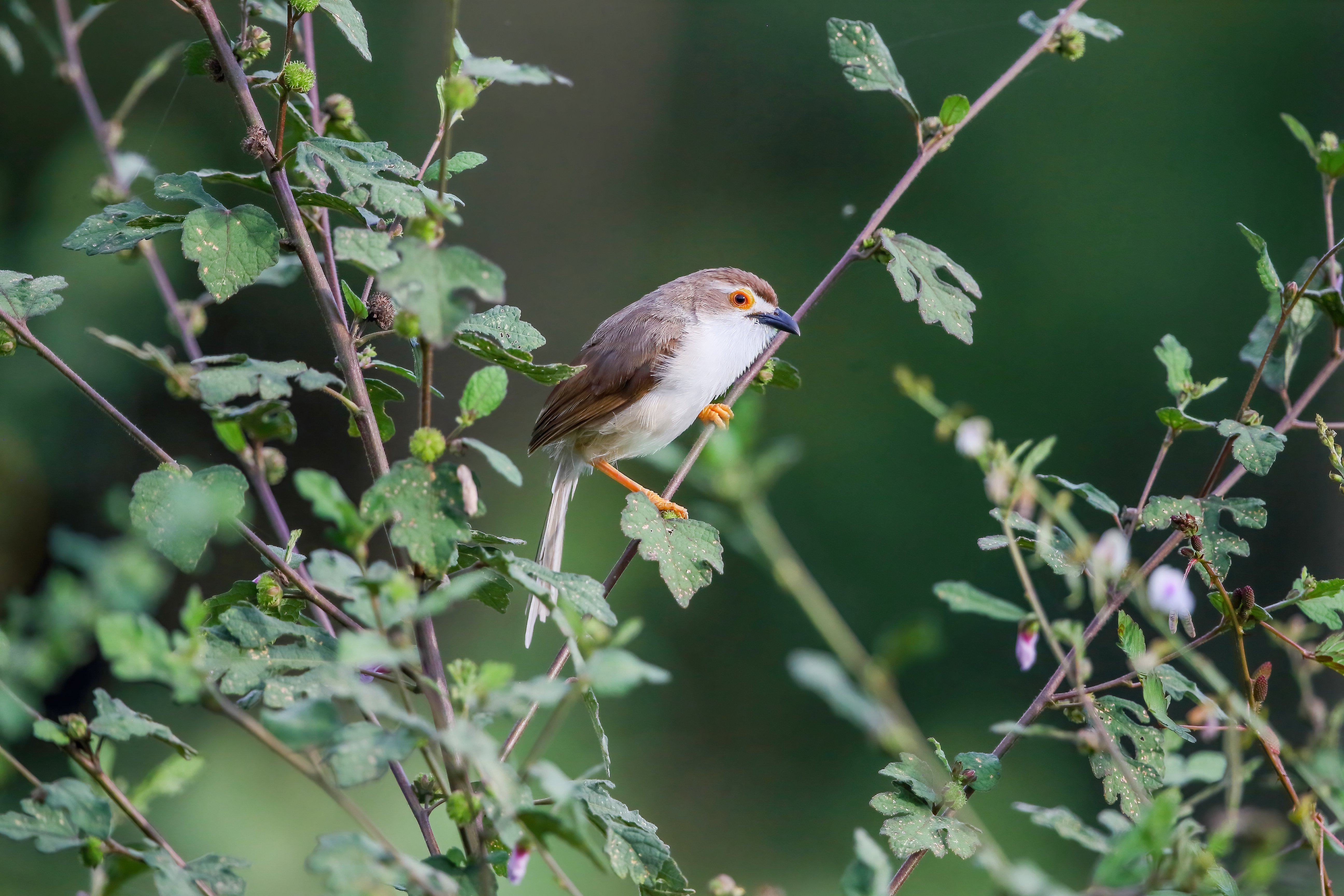 Yellow-eyed Babbler by Indika JayatissaA