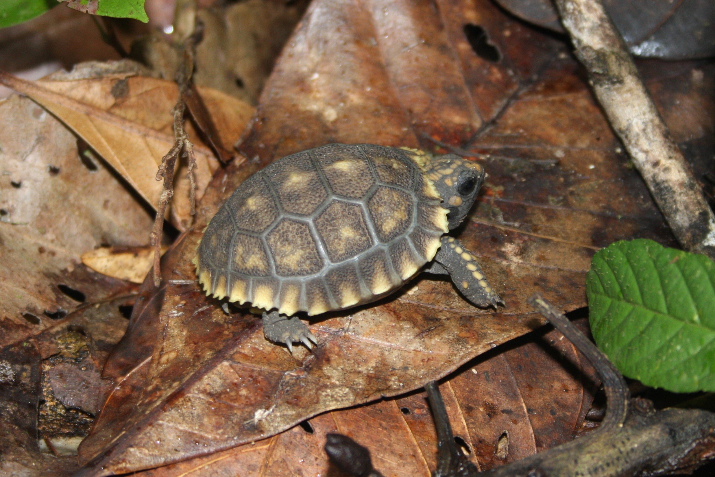 Yellow-footed Tortoise CPC.jpg
