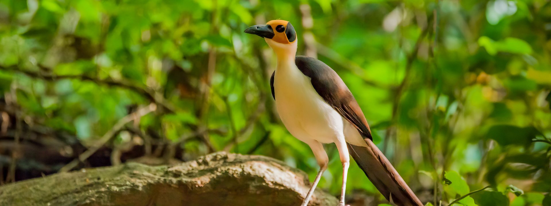 https://limosa-holidays-co-uk.s3.amazonaws.com/images/Yellow-headed_Picathartes_Photo_c.609a06f0.fill-1920x720.jpg