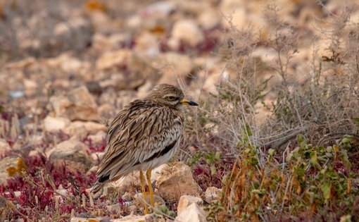Stone-curlew _MG_0390 compressed.jpg
