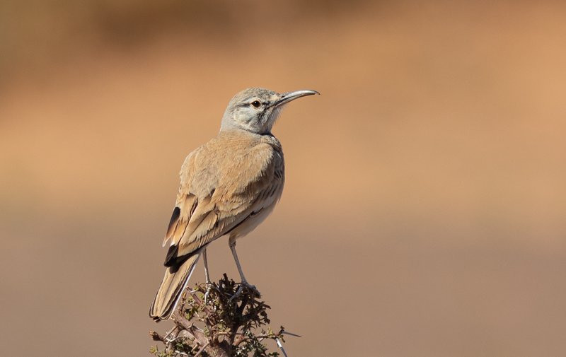 Greater Hoopoe-Lark © Fernando Enrique Navarrete