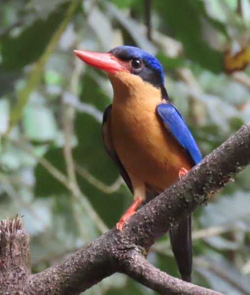 buff-breasted paradise-kingfisher img_2079