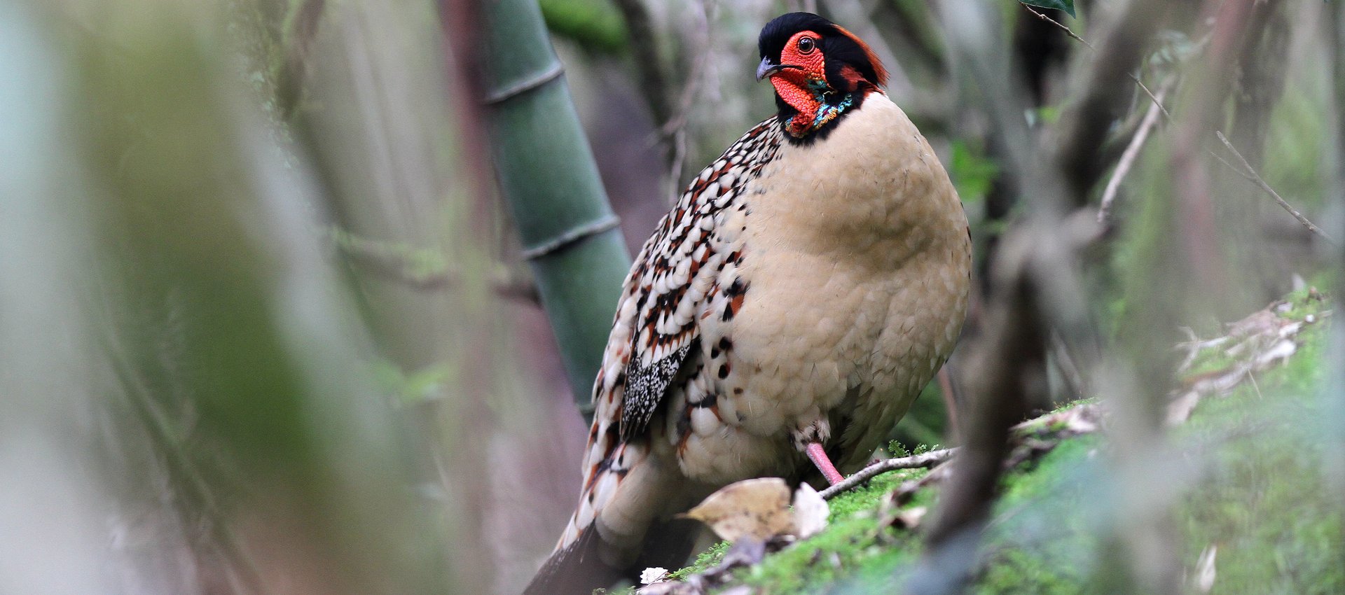 The stunning Cabot's Tragopan is one of several species of pheasant we hope to find on our tour to China © Tang Jun