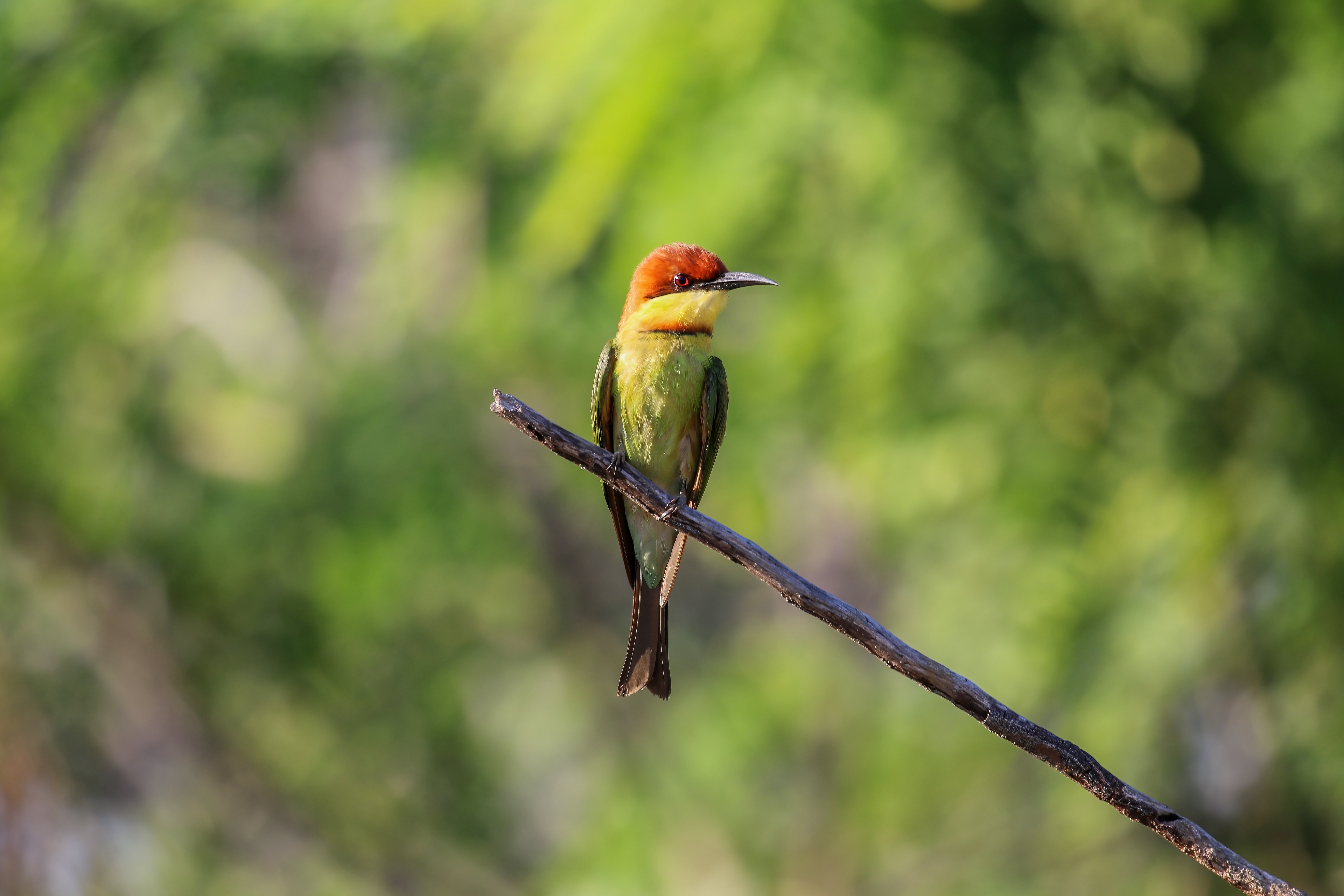 chestnut-headed Bee-eater by Mukesh HirdaramaniA