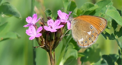 chestnut heath hungary alan burrows.jpg