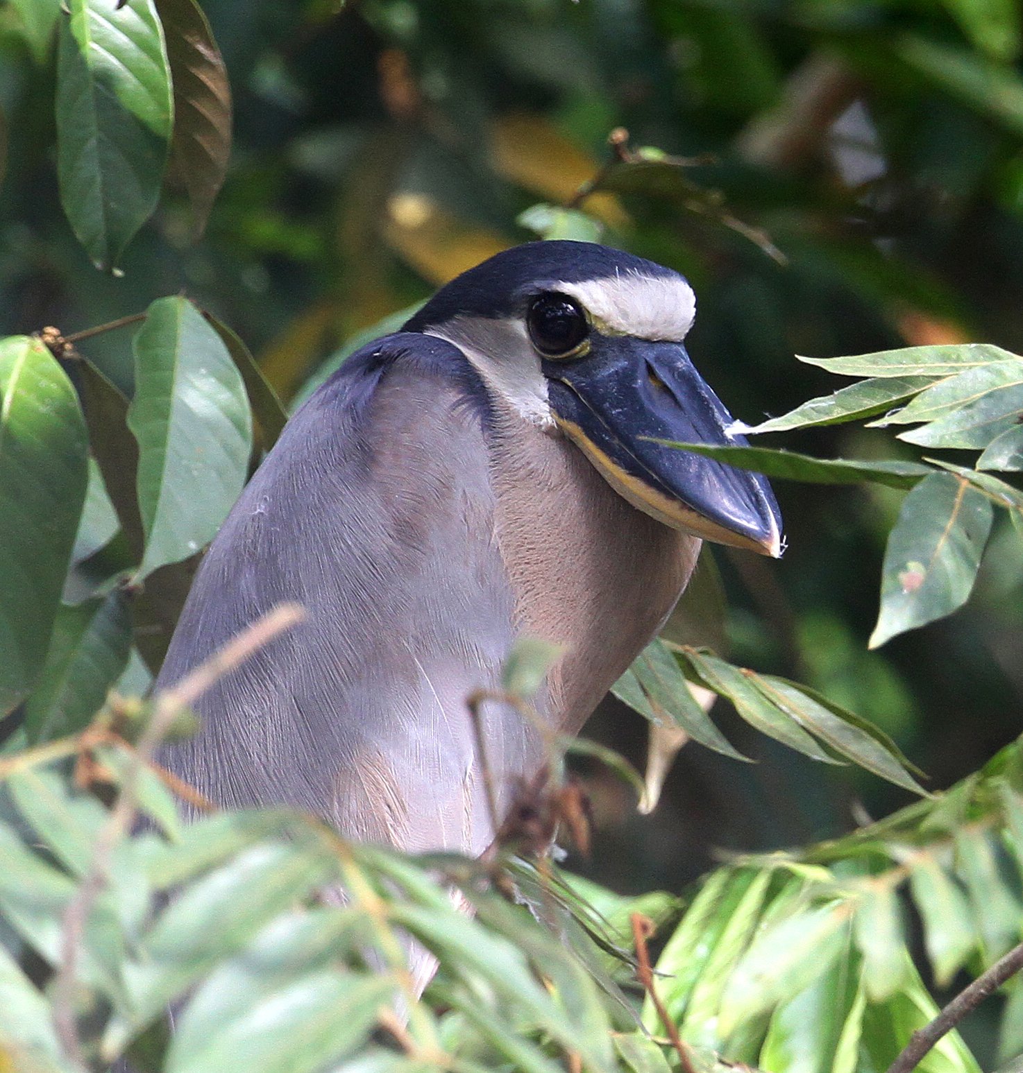 costa rica 2 1218 copy boat-billed heron _edited-2 roger cresswell.jpg