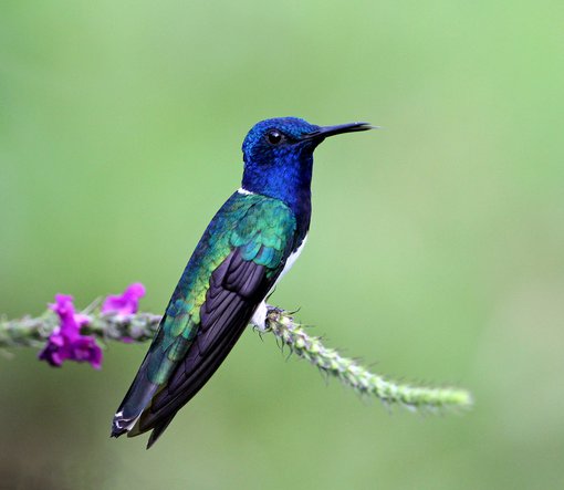 costa rica 3 868 copy White-necked Jacobin roger cresswell.jpg