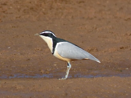 egyptian plover Barry Reed