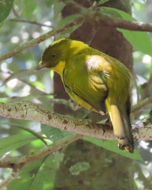 golden bowerbird img_1992