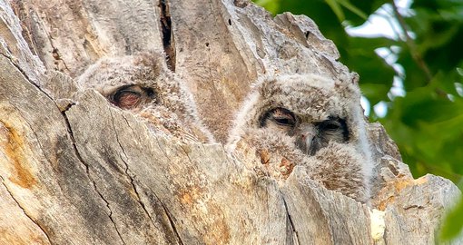 great horned owl juveniles arizona chris charlesworth card.jpg