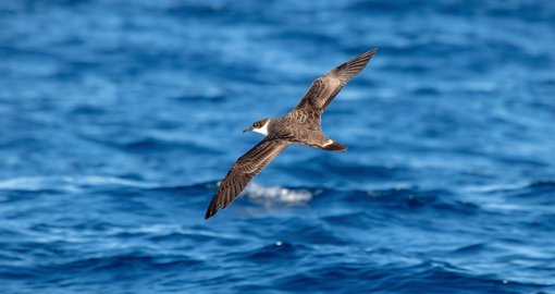 great shearwater portugal fernando enrique card.jpg