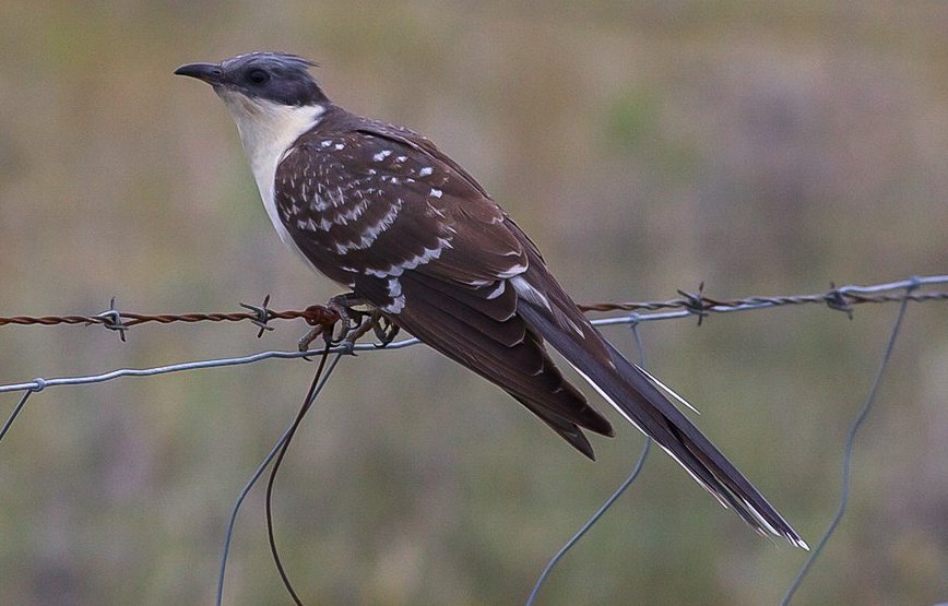 great spotted cuckoo spain gary elton.jpg