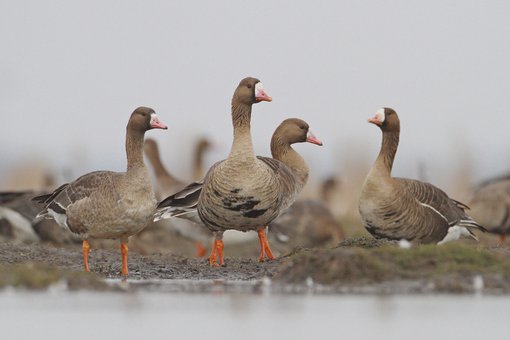 greater_white_fronted_goose_Gabor_Simay.JPG