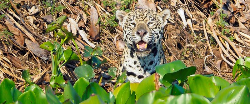 jaguar pantanal brazil jo latham.jpg
