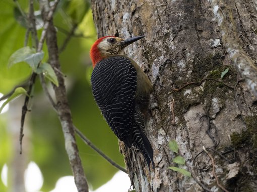 jamaican woodpecker jamaica 2020 john oates.jpg