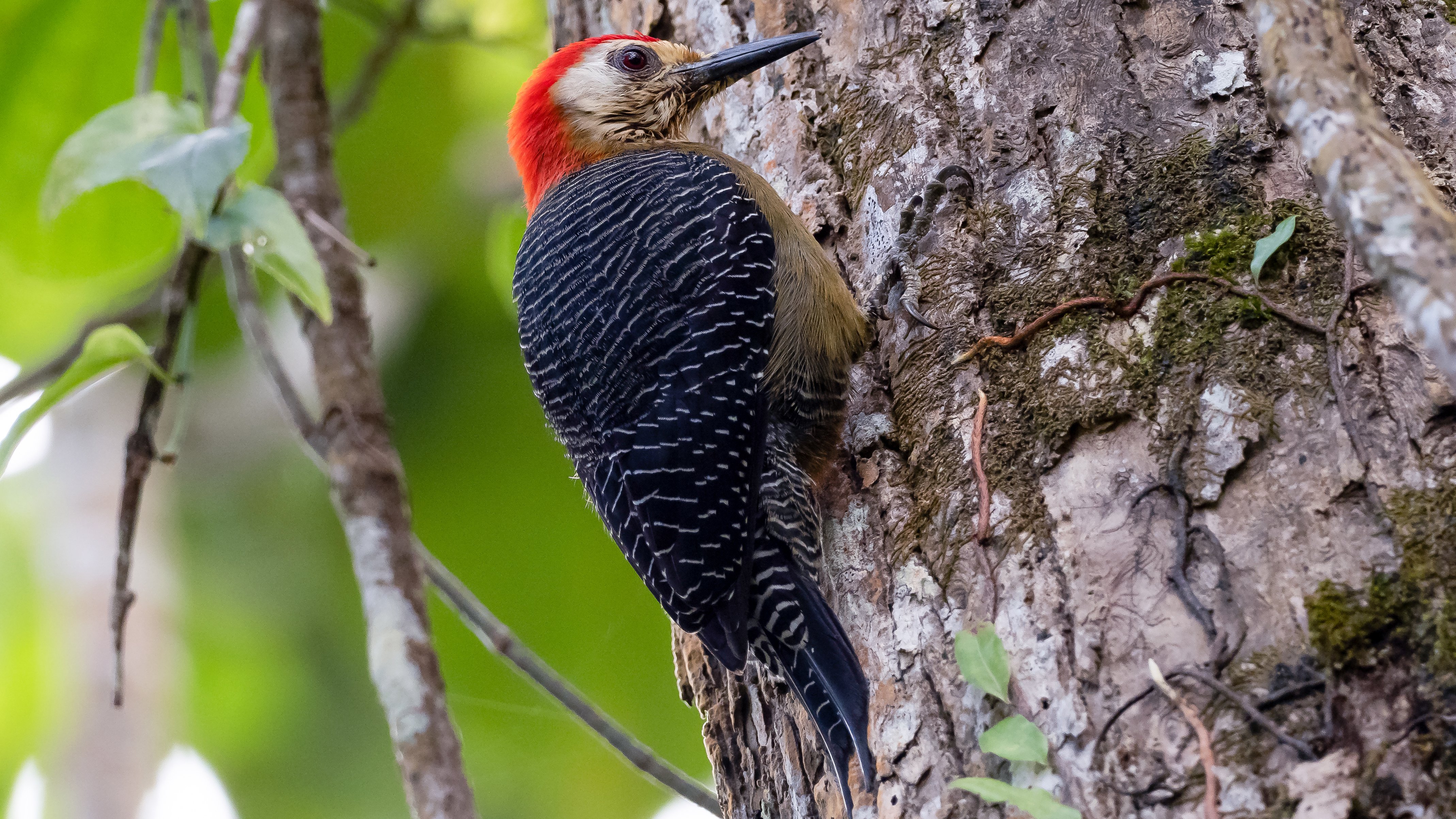 jamaican woodpecker jamaica john oates.jpg