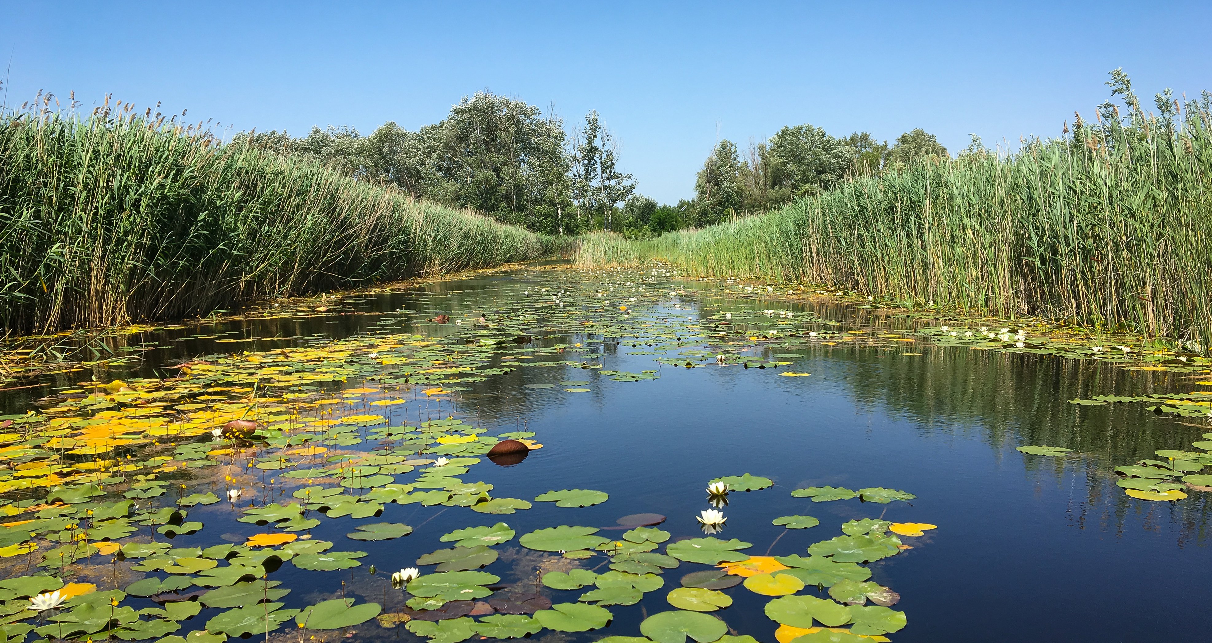 lake kolon landscape hungary david walsh.jpg