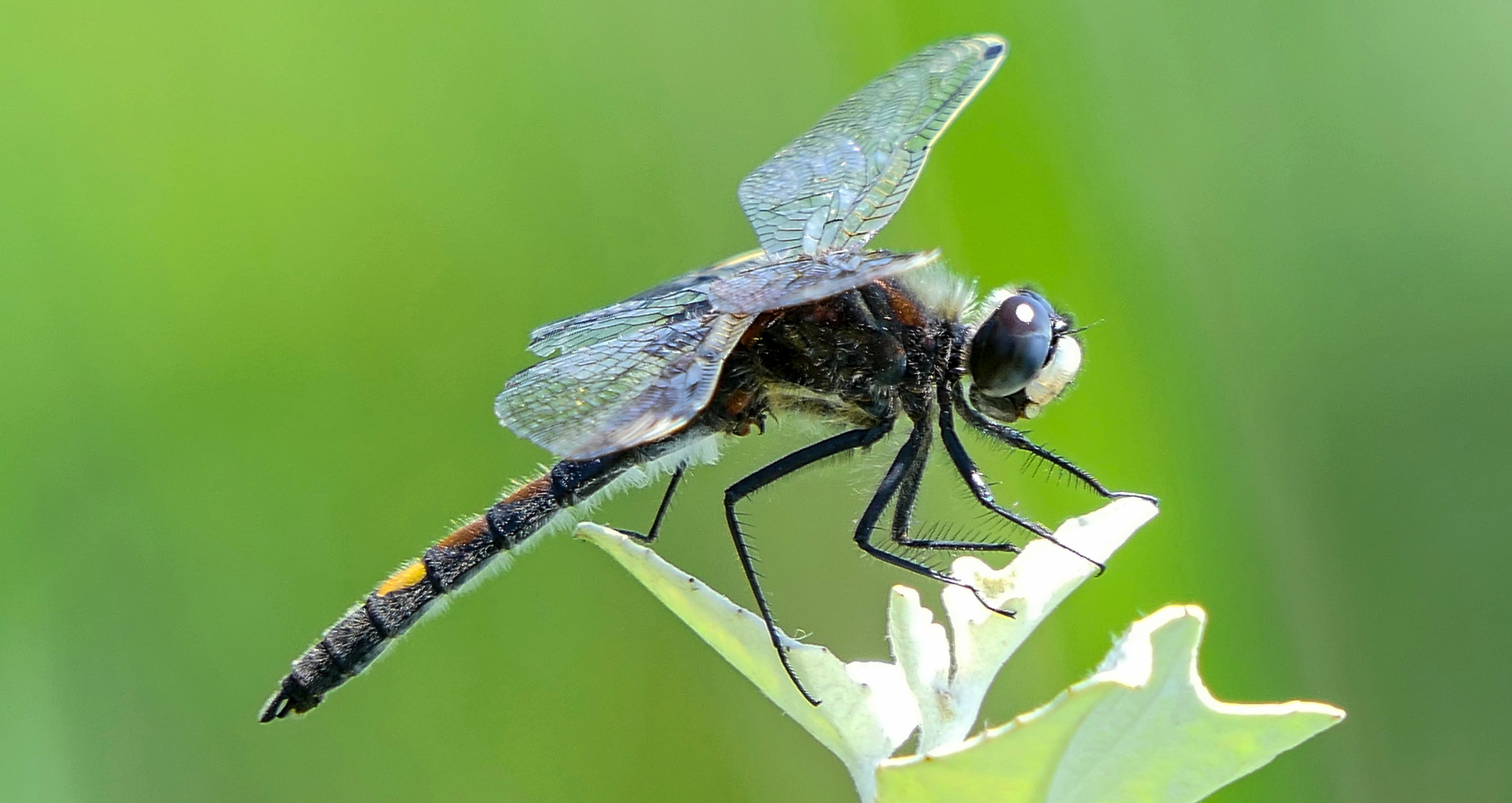 large white-faced darter hungary david walsh.jpg