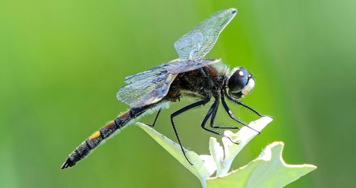 large white-faced darter hungary david walsh.jpg