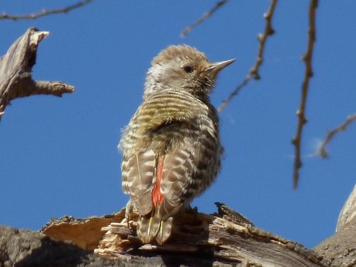 little grey woodpecker Barry Reed