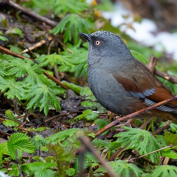 maroon-backed accentor china brian small banner.jpg