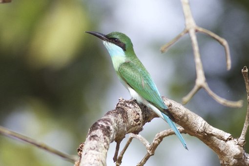 Blue-throated Bee-eater © Gary Elton