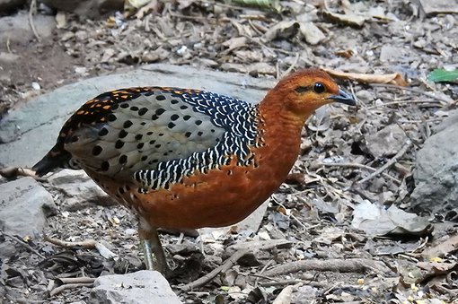 print DSCN7280 Ferruginous Partridge.jpg